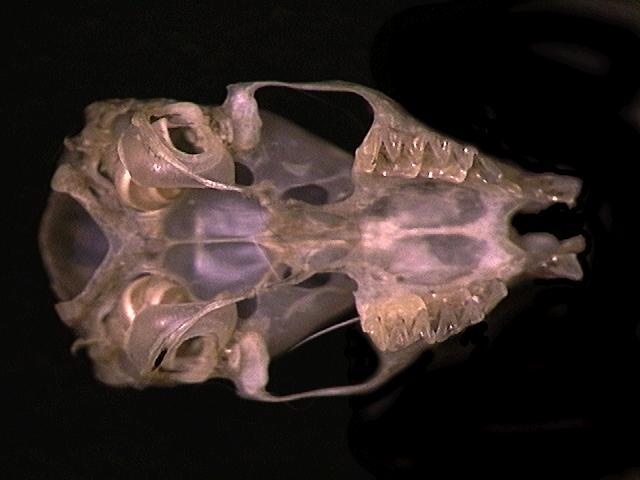 Craniata