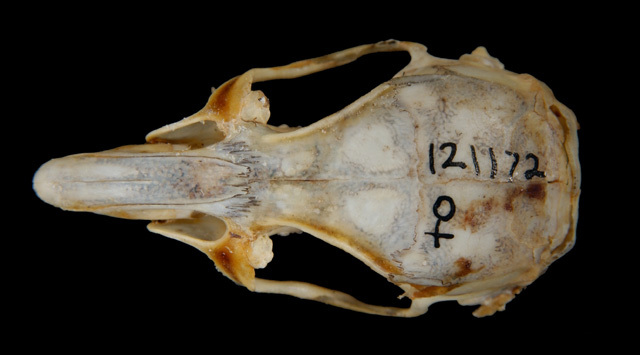 Craniata