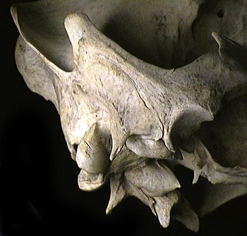 Vertebrata