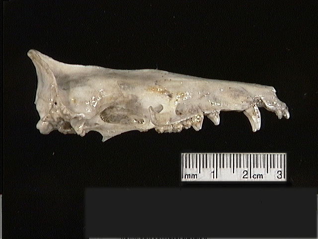 Craniata