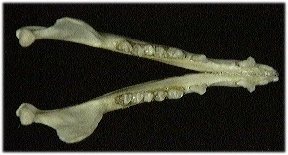 Euteleostomi