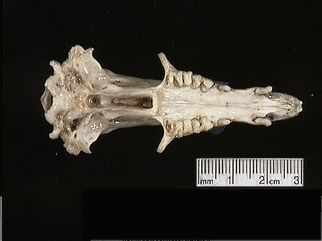 Deuterostomia