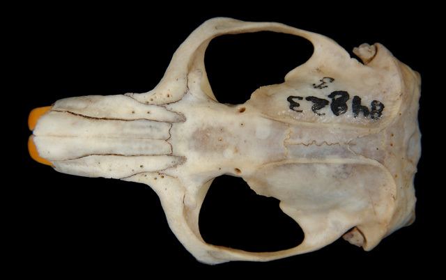 Craniata