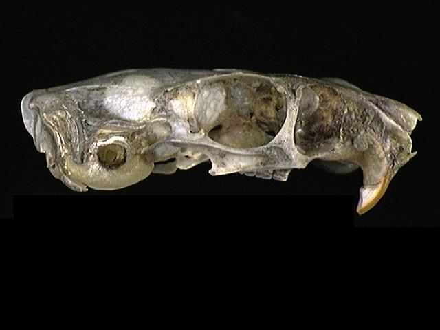 Vertebrata