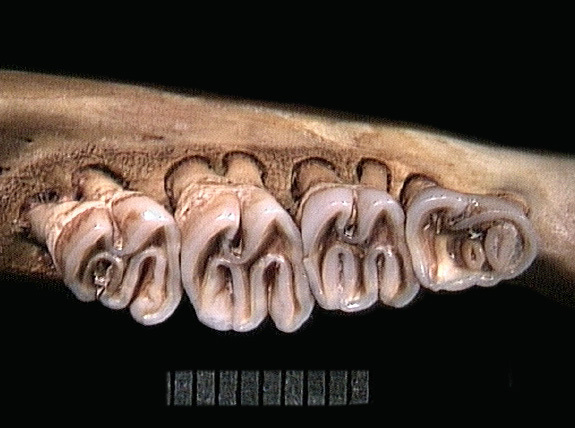 Deuterostomia