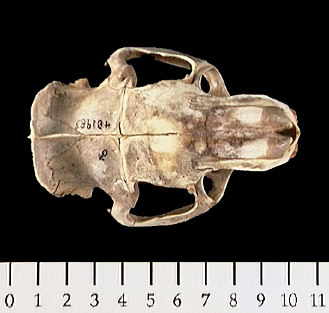 Deuterostomia