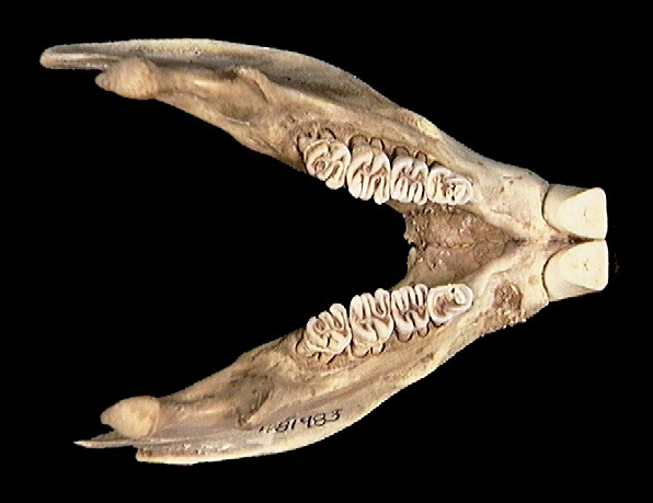 Euteleostomi