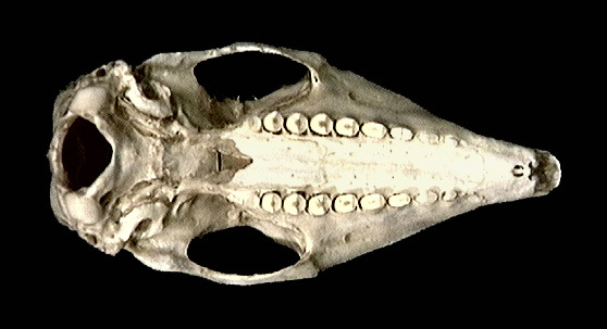 Deuterostomia