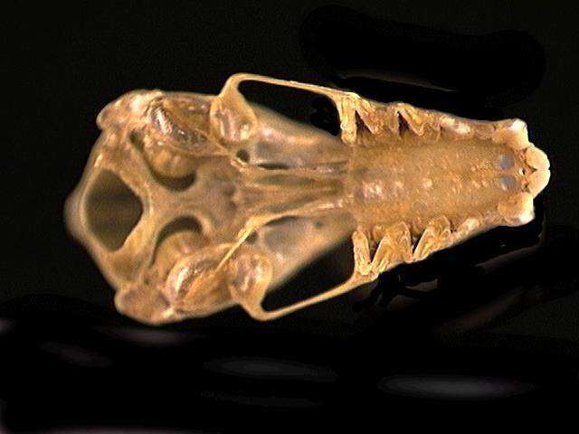 Vertebrata