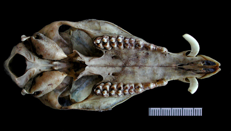 Craniata