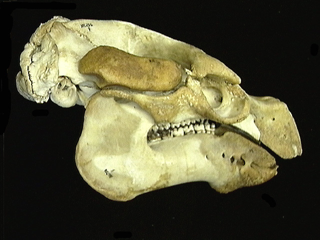 Craniata