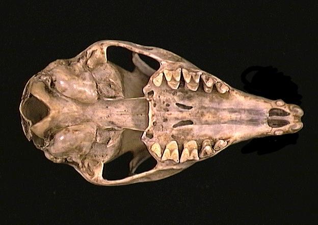 Deuterostomia