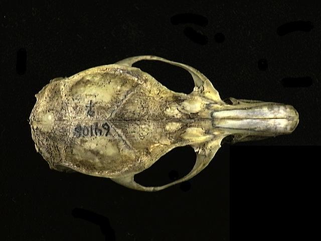 Craniata