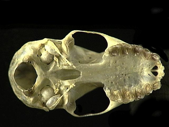 Craniata