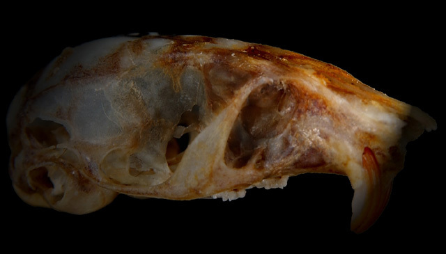 Eumetazoa