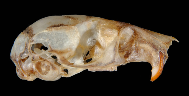 Deuterostomia