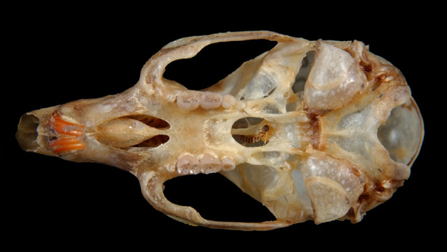 Vertebrata