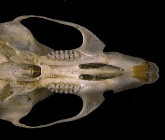 Craniata