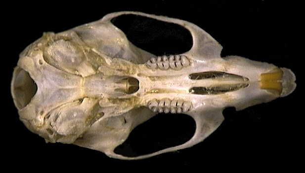 Euteleostomi