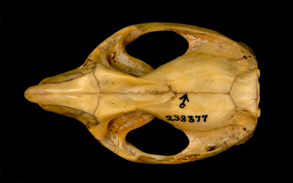 Diprotodontia