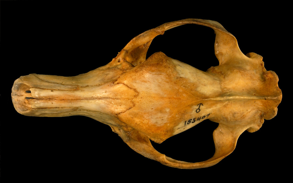 Vertebrata