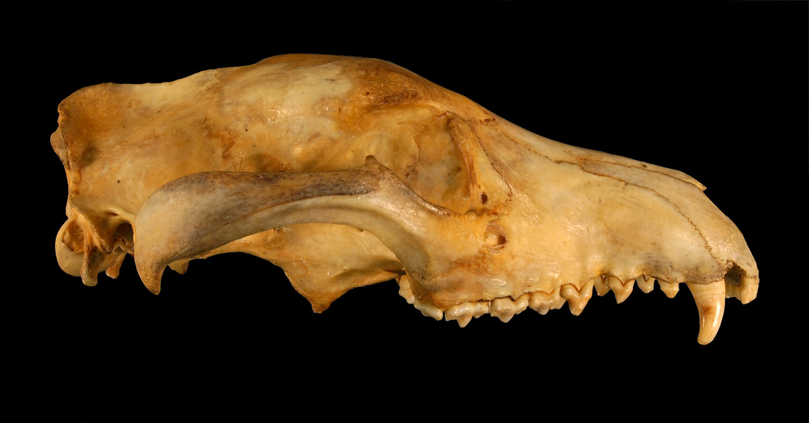 Craniata