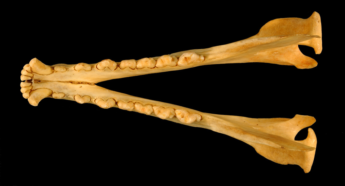 Vertebrata