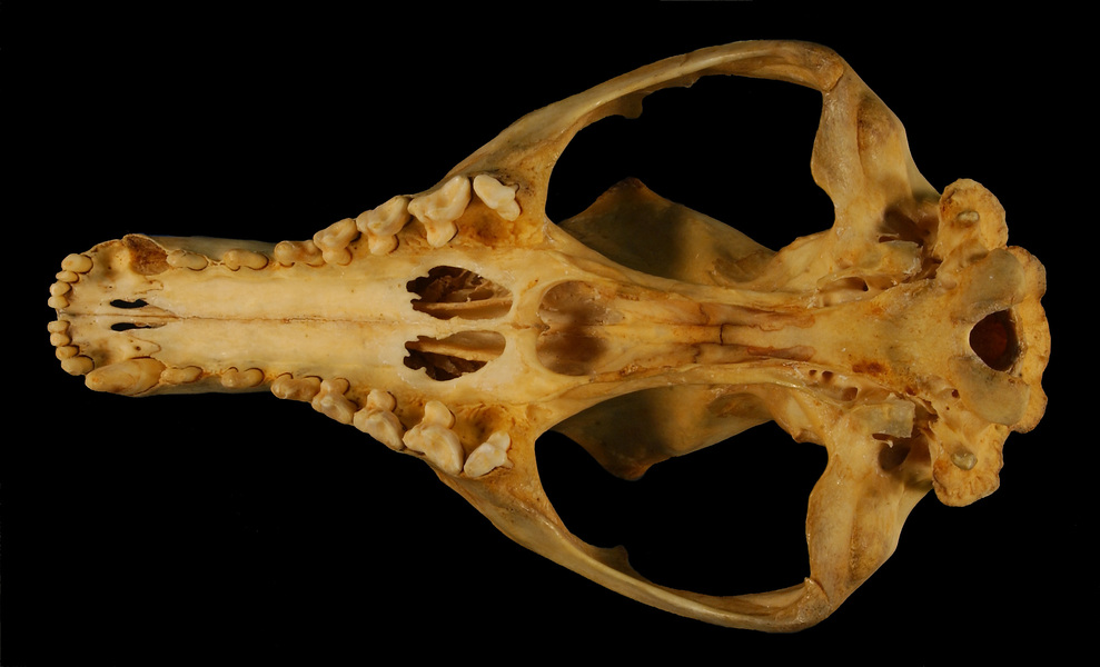 Thylacinus_ventral