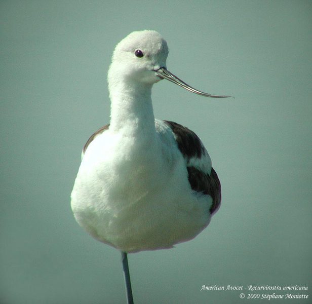 Charadriiformes