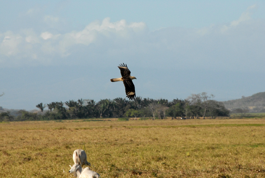 Falconiformes