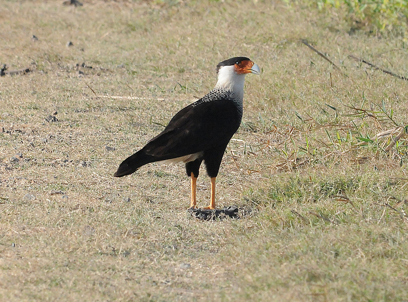 Caracara