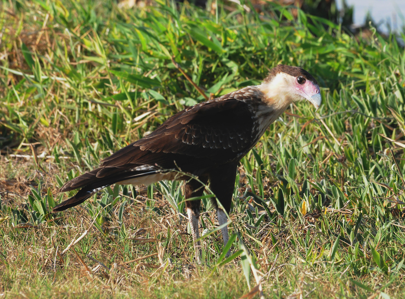 Caracara