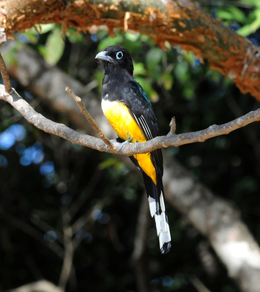 Trogon melanocephalus