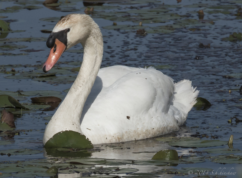 Cygnus olor