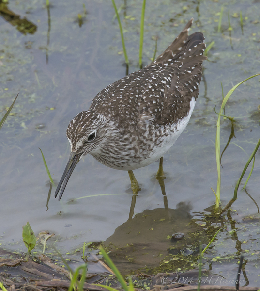 Charadriiformes