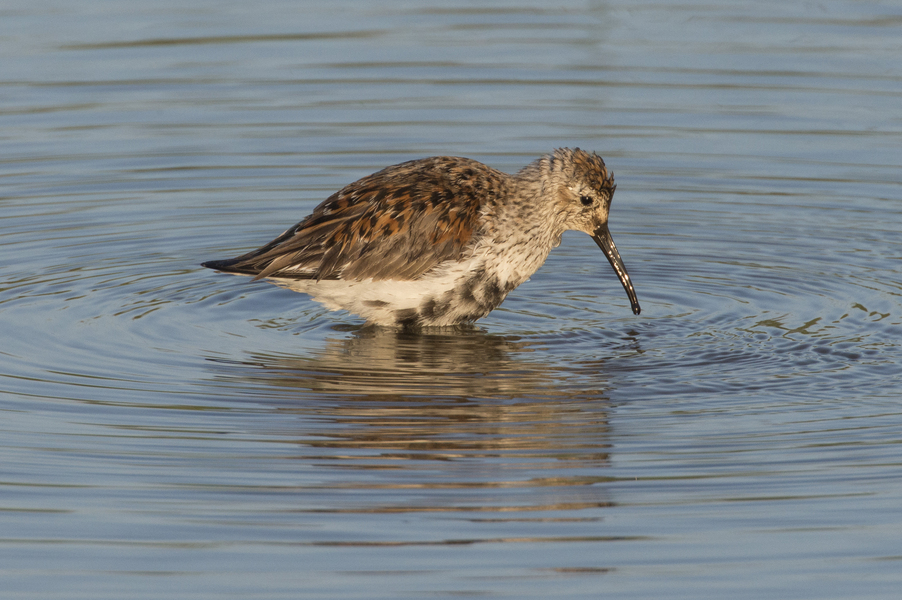 Charadriiformes