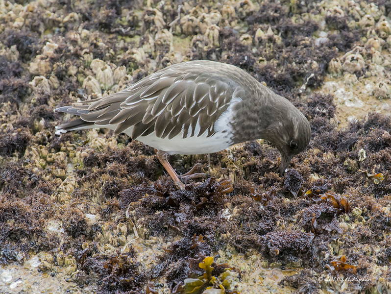 Black_Turnstone-feedingSHH_1922