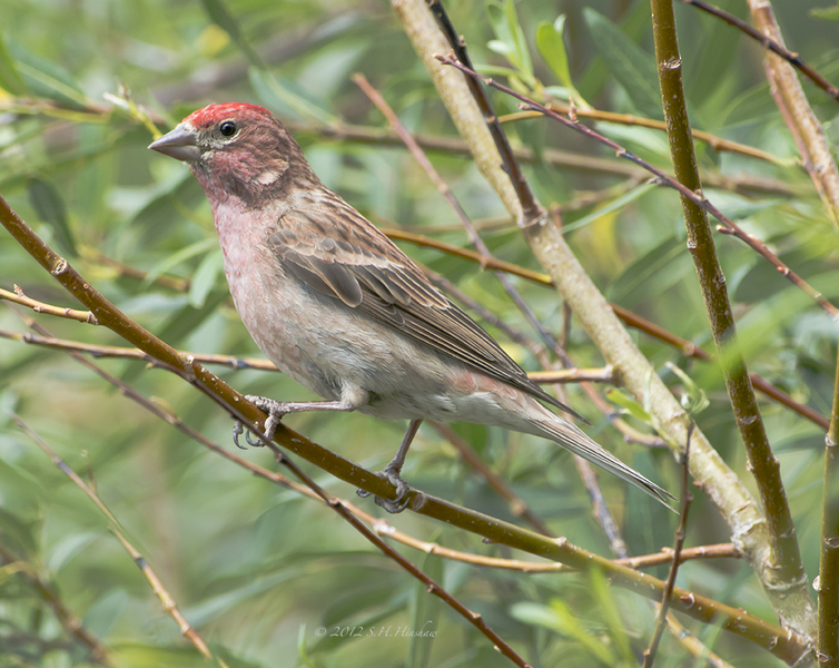 Carpodacus