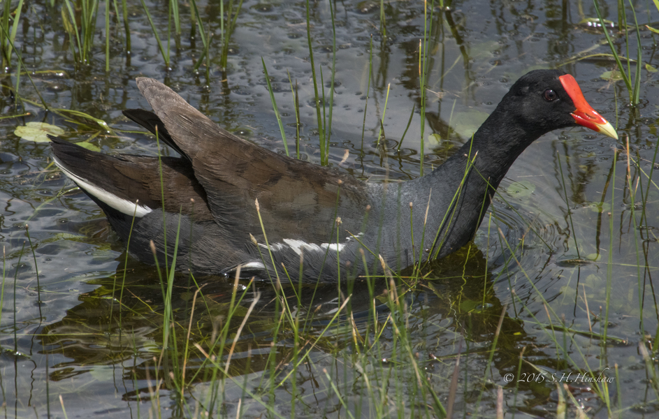 Common_Moorhen-SHH_2712