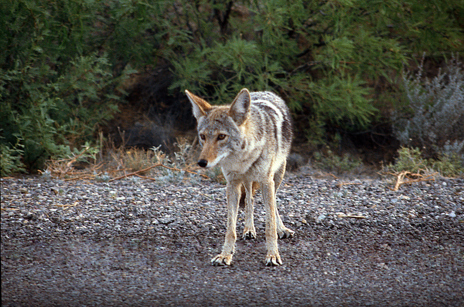 Canidae