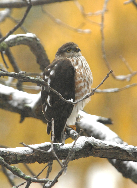 Accipiter