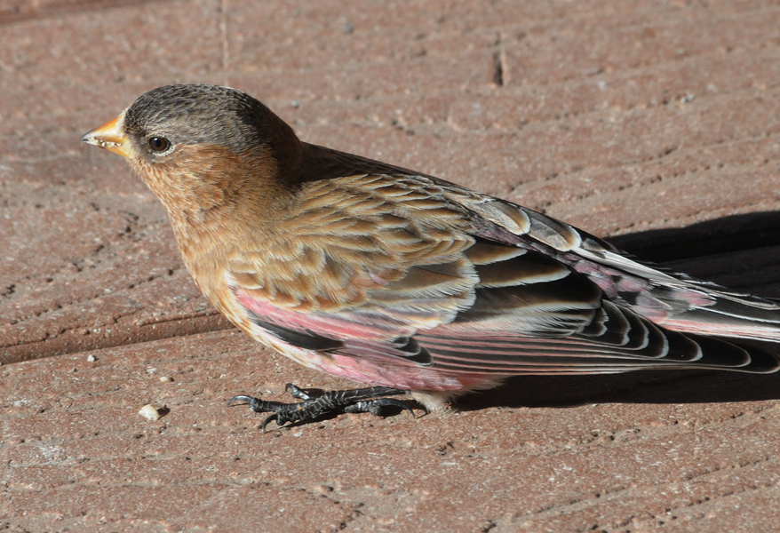 Fringillidae