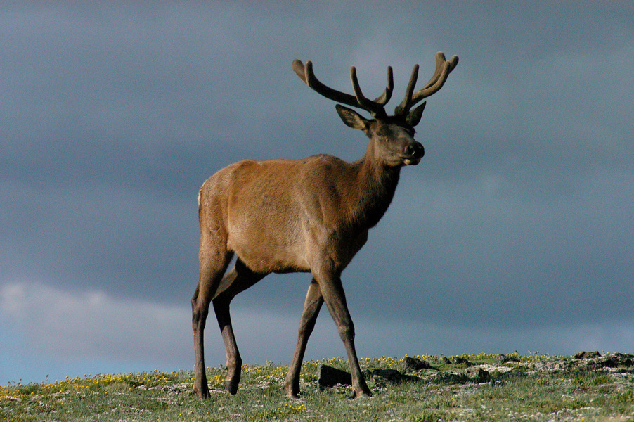 Cervus elaphus