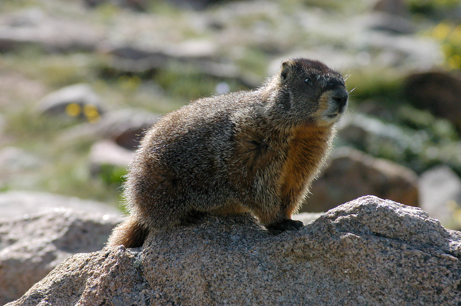 Marmota flaviventris