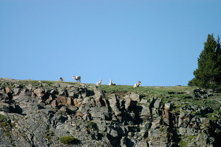 Ovis canadensis