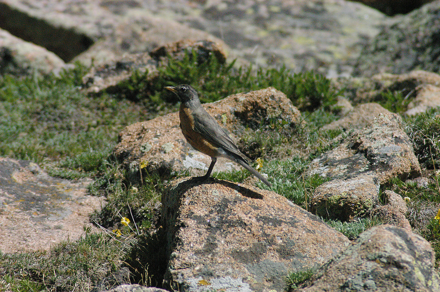 Turdus