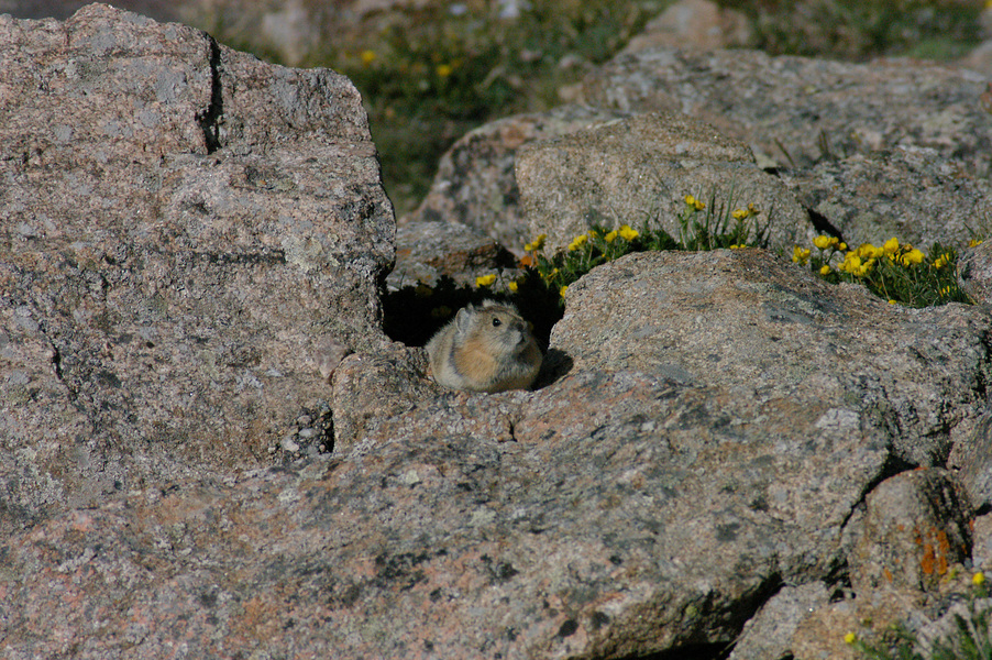 Lagomorpha