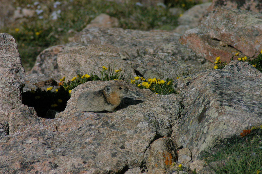 Lagomorpha