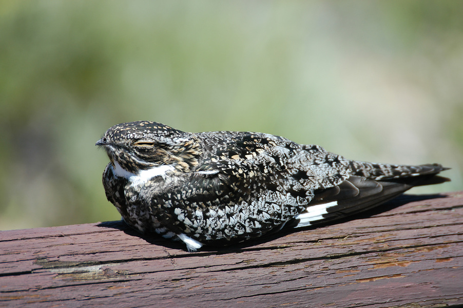 Caprimulgiformes