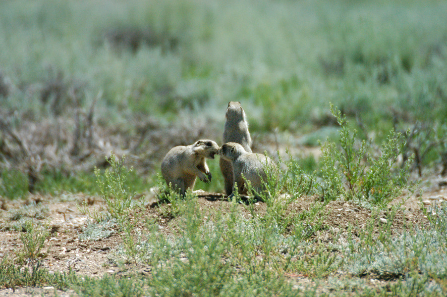 Sciuridae